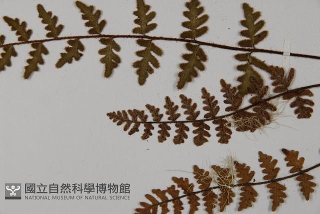 歐洲金毛裸蕨藏品圖，第4張