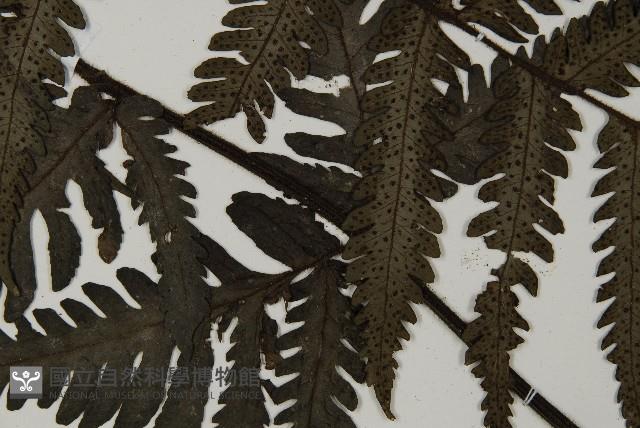 高士佛擬肋毛蕨藏品圖，第5張