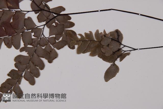 鞭葉鐵線蕨藏品圖，第5張