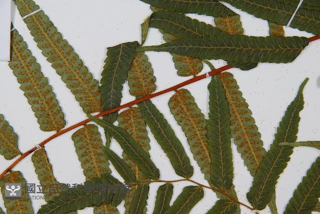 鬼桫欏藏品圖，第5張