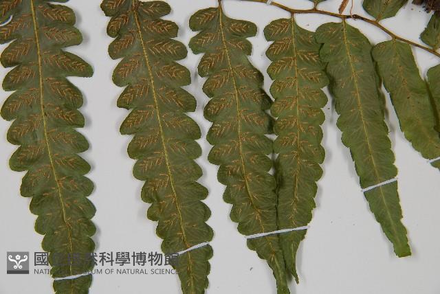 廣葉鋸齒雙蓋蕨藏品圖，第4張