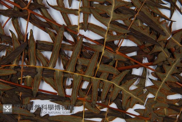 栗蕨藏品圖，第5張