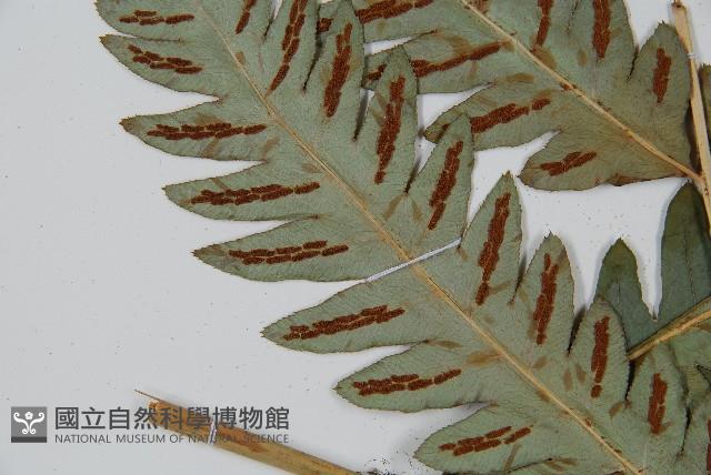 日本狗脊蕨藏品圖，第5張