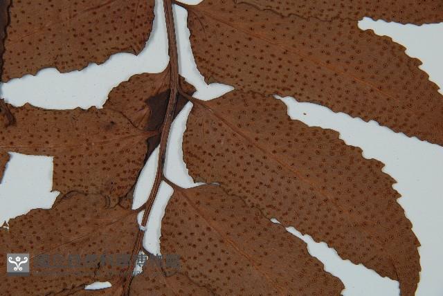 全緣貫眾蕨藏品圖，第4張