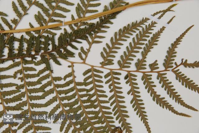 對生蹄蓋蕨藏品圖，第5張