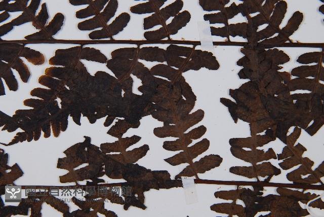 褐色短腸蕨藏品圖，第5張