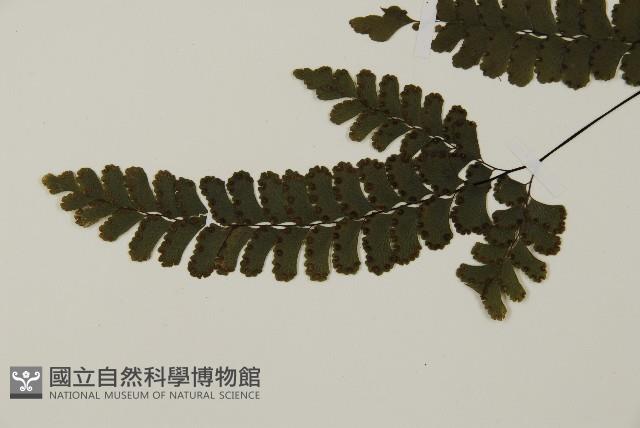長尾鐵線蕨藏品圖，第5張