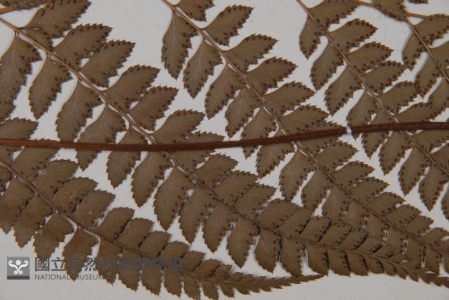 斜方複葉耳蕨藏品圖，第4張