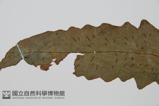 網脈雙蓋蕨藏品圖，第5張