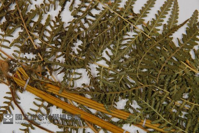 姬蕨藏品圖，第8張