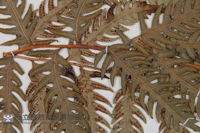 生芽狗脊蕨、頂芽狗脊蕨藏品圖，第5張