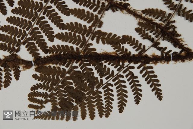 白鱗肋毛蕨藏品圖，第5張