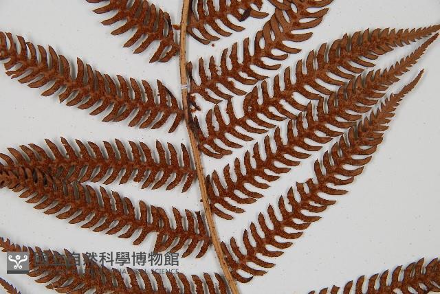 台灣桫欏藏品圖，第7張