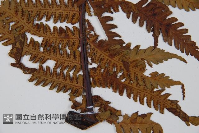 大葉黑桫欏藏品圖，第5張