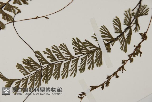 鞭葉鐵線蕨藏品圖，第5張
