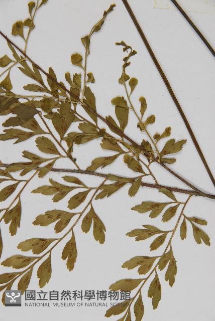 大黑柄鐵角蕨、黃鱗鐵角蕨、大羽鐵角蕨藏品圖，第5張