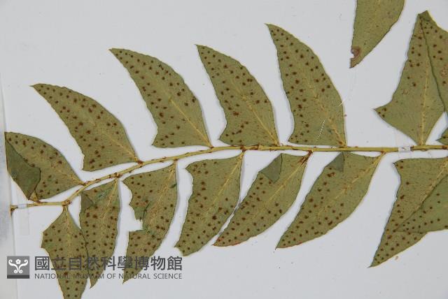 鐮羽貫眾藏品圖，第5張