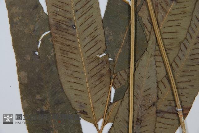 隱脈細柄雙蓋蕨藏品圖，第5張