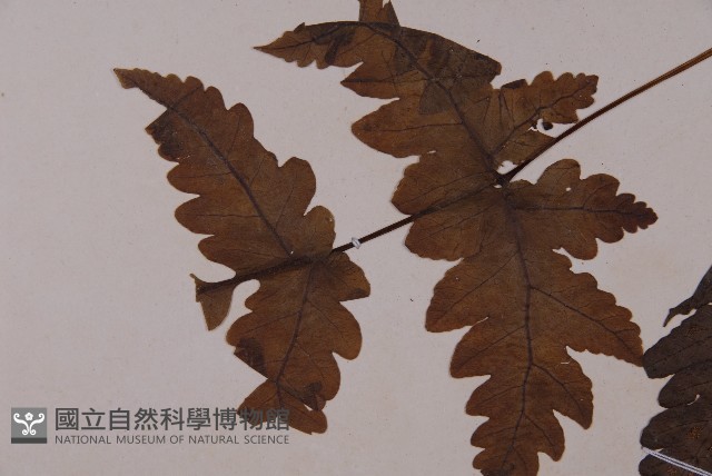 陰地三叉蕨藏品圖，第5張