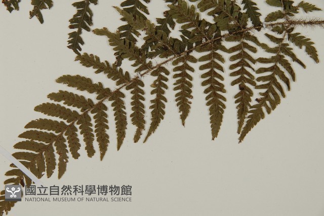 愛德氏肋毛蕨藏品圖，第5張