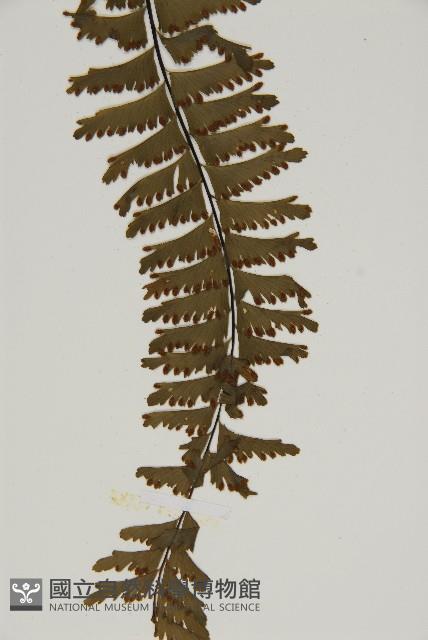 薄葉孔雀鐵角蕨、邊孢鐵角蕨藏品圖，第5張