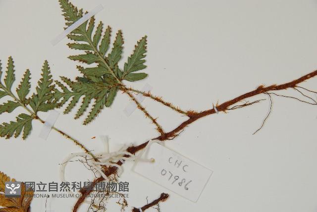 熱帶陰石蕨藏品圖，第5張