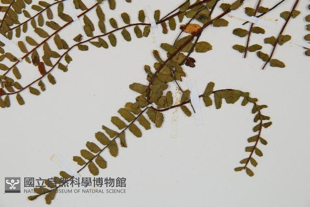 鐵角蕨藏品圖，第5張