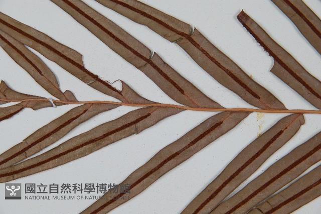 烏毛蕨藏品圖，第7張