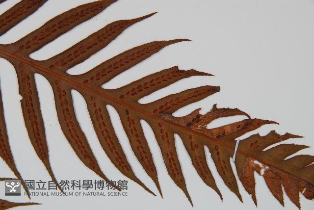 臺灣狗脊蕨藏品圖，第4張