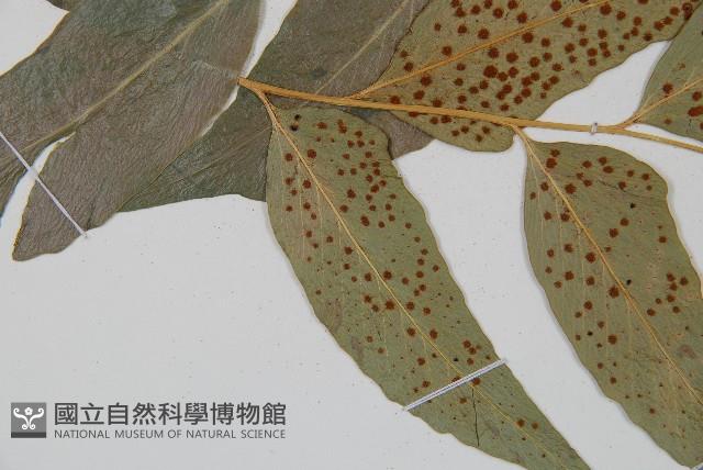 披針貫眾蕨藏品圖，第5張