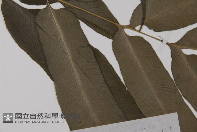 Accession Number:P003390 Collection Image, Figure 8, Total 8 Figures