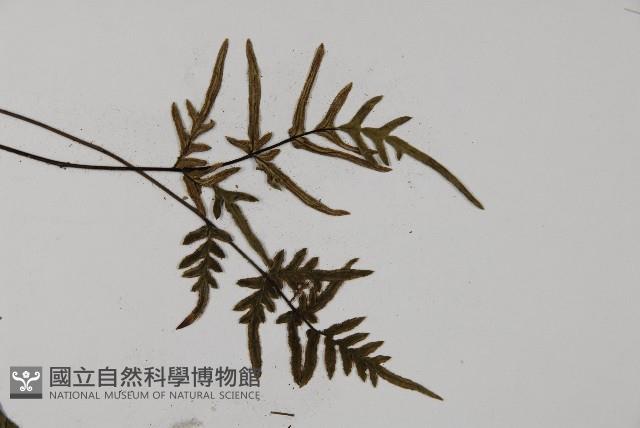 滇西旱蕨藏品圖，第5張