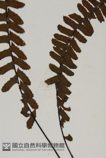 生芽鐵角蕨藏品圖，第5張