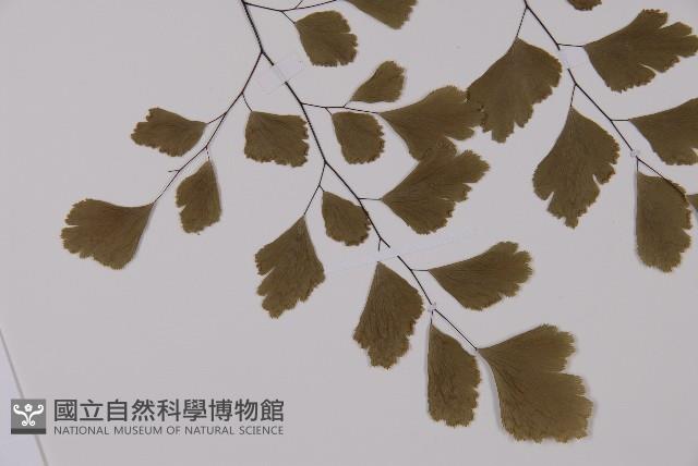 鐵線蕨藏品圖，第5張