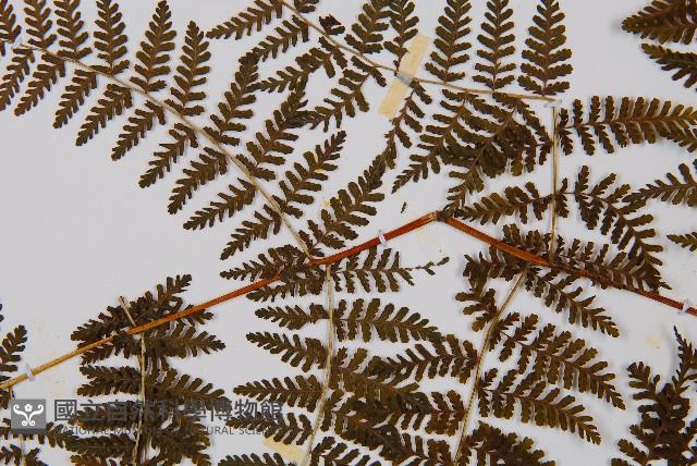 毛冷蕨藏品圖，第5張