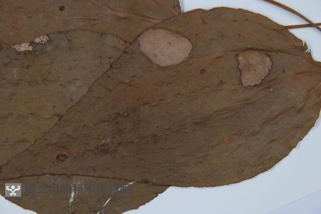 燕尾蕨藏品圖，第8張