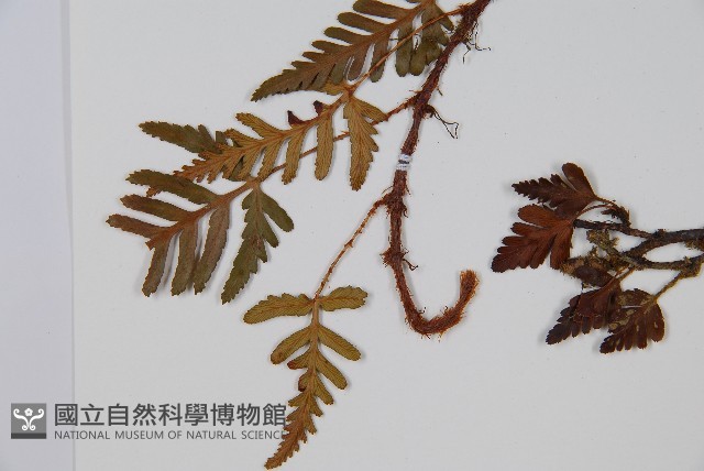 陰石蕨藏品圖，第5張