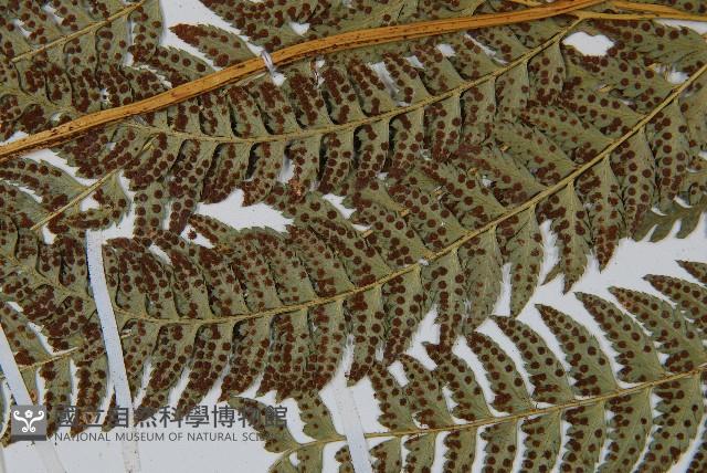 長尾複葉耳蕨藏品圖，第5張