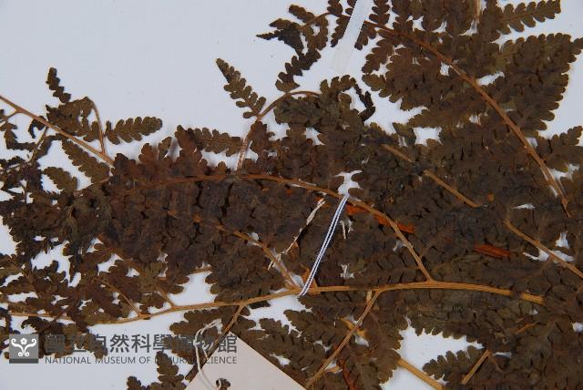 姬蕨藏品圖，第5張