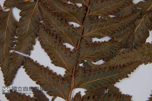 邊緣鱗蓋蕨藏品圖，第5張
