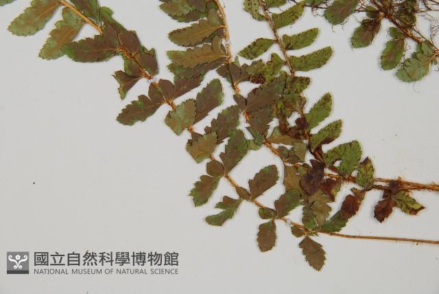 鞭葉蕨藏品圖，第5張