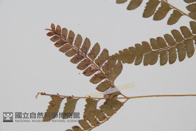 斜方複葉耳蕨藏品圖，第4張