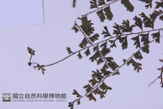 登錄號:P010030藏品圖，第5張