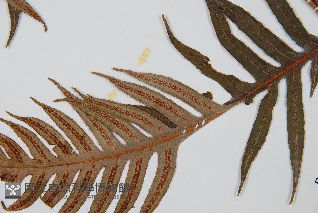 生芽狗脊蕨、頂芽狗脊蕨藏品圖，第5張