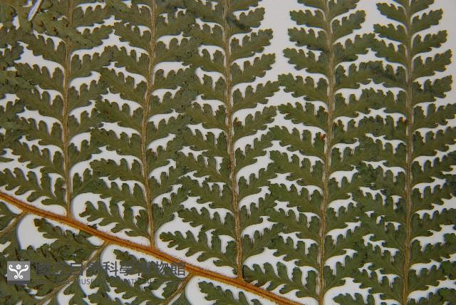 司氏碗蕨藏品圖，第5張