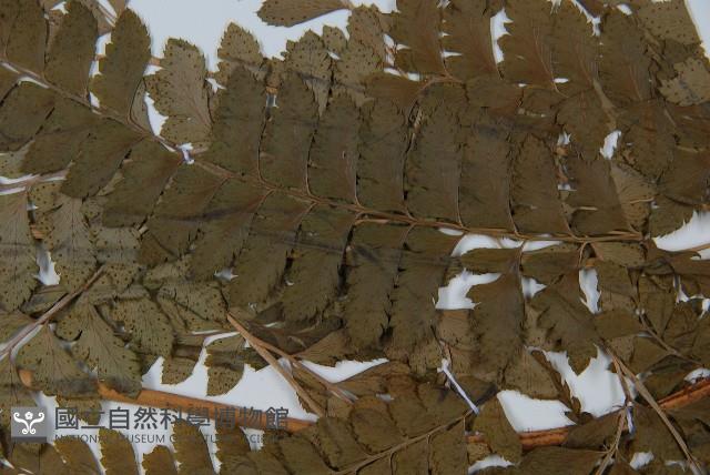斜方複葉耳蕨藏品圖，第4張