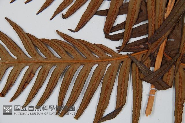 臺灣狗脊蕨藏品圖，第4張