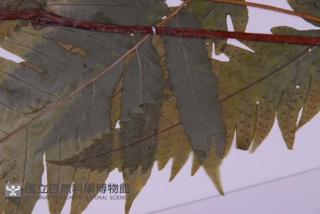 蛇脈三叉蕨藏品圖，第5張