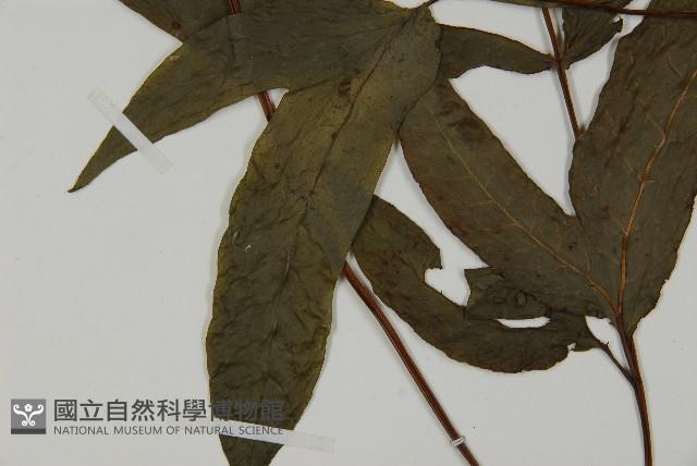 紫柄三叉蕨藏品圖，第5張