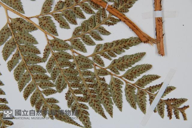 斜方複葉耳蕨藏品圖，第4張